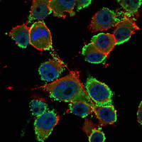 CEA / Carcinoembryonic Antigen Antibody - Immunofluorescence of PANC-1 cells using CEA mouse monoclonal antibody (green). Blue: DRAQ5 fluorescent DNA dye. Red: Actin filaments have been labeled with Alexa Fluor-555 phalloidin.