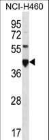 CEACAM18 Antibody - CEACAM18 Antibody western blot of NCI-H460 cell line lysates (35 ug/lane). The CEACAM18 antibody detected the CEACAM18 protein (arrow).
