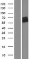 CEACAM20 Protein - Western validation with an anti-DDK antibody * L: Control HEK293 lysate R: Over-expression lysate