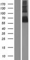 CEACAM20 Protein - Western validation with an anti-DDK antibody * L: Control HEK293 lysate R: Over-expression lysate