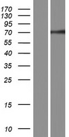 CEACAM20 Protein - Western validation with an anti-DDK antibody * L: Control HEK293 lysate R: Over-expression lysate
