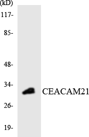 CEACAM21 Antibody - Western blot analysis of the lysates from HT-29 cells using CEACAM21 antibody.