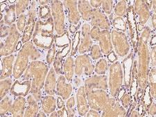 CEACAM21 Antibody - Immunochemical staining of human CEACAM21 in human kidney with rabbit polyclonal antibody at 1:100 dilution, formalin-fixed paraffin embedded sections.