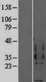 CEACAM4 Protein - Western validation with an anti-DDK antibody * L: Control HEK293 lysate R: Over-expression lysate