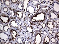 CEACAM5 / CD66e Antibody - IHC of paraffin-embedded Human Kidney tissue using anti-CEACAM5 mouse monoclonal antibody. (Heat-induced epitope retrieval by 1 mM EDTA in 10mM Tris, pH9.0, 120°C for 3min).