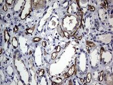 CEACAM5 / CD66e Antibody - IHC of paraffin-embedded Human Kidney tissue using anti-CEACAM5 mouse monoclonal antibody. (Heat-induced epitope retrieval by 1 mM EDTA in 10mM Tris, pH9.0, 120°C for 3min).