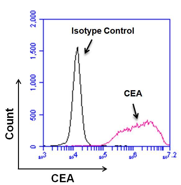 CEACAM5 / CD66e Antibody - Flow cytometry analysis of Carcinoembryonic Antigen (CEA) on BxPC-3 cells. Cells were harvested with 0.25% Trypsin-EDTA and stained with a CEA monoclonal antibody at a dilution of 10 µg/mL (pink histogram), or with a mouse isotype control (black histogram) at a dilution of 10 µg/mL in PBS + 5% FCS. After incubation of the primary antibody for 1 hour on ice, the cells were stained with a goat anti-mouse IgG secondary antibody, DyLight 488 conjugate at a dilution of 1:40 for 1 hour on ice. A representative 10,000 cells were acquired for each sample.