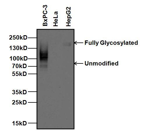 CEACAM5 / CD66e Antibody - Western blot analysis of Carcinoembryonic Antigen (CEA) was performed by loading 20ug of BxPC-3, HeLa, and HepG2 whole cell lysates per well and 5ul of PageRuler Plus Prestained Protein Ladder onto a 4-20% Tris-Glycine polyacrylamide gel. Proteins were transferred to a nitrocellulose membrane using the G2 Blotter, and blocked with 5% milk in TBST for 1 hour at room temperature. CEA (with varying degrees of glycosylation) was detected at ~77-180kD using a CEA monoclonal antibody at a dilution of 1 µg/mL in 5% milk in TBST overnight at 4C on a rocking platform, followed by a goat anti-mouse IgG HRP secondary antibody at a dilution of 1:10,000 for at least 30 minutes at room temperature. Chemiluminescent detection was performed using SuperSignal West Pico substrate.