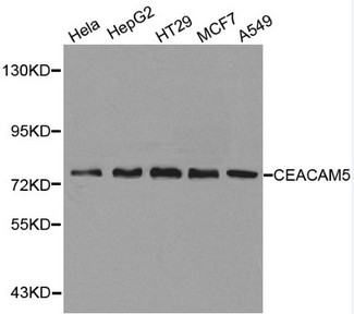 CEACAM5 / CD66e Antibody - Western blot of CEACAM5 pAb in extracts from Hela, HepG2, HT29, MCF7 and A549 cells.