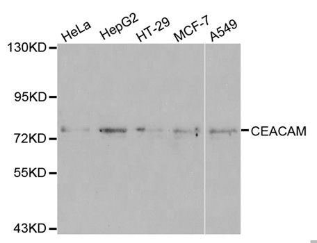 CEACAM5 / CD66e Antibody - Western blot analysis of extracts of various cell lines.