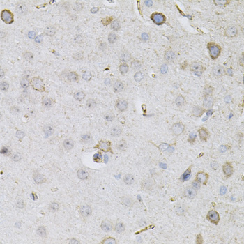 CEACAM5 / CD66e Antibody - Immunohistochemistry of paraffin-embedded mouse brain tissue.