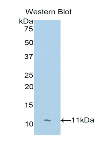 CEACAM7 Antibody - Western blot of recombinant CEACAM7.  This image was taken for the unconjugated form of this product. Other forms have not been tested.