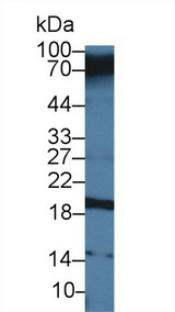 CEACAM7 Antibody - Western Blot; Sample: Human Serum; Primary Ab: 3µg/ml Rabbit Anti-Human CEACAM7 Antibody Second Ab: 0.2µg/mL HRP-Linked Caprine Anti-Rabbit IgG Polyclonal Antibody