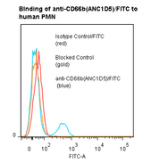 CEACAM8 / CD66b Antibody