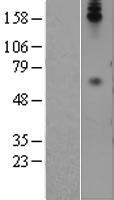 CEACAM8 / CD66b Protein - Western validation with an anti-DDK antibody * L: Control HEK293 lysate R: Over-expression lysate