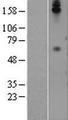 CEACAM8 / CD66b Protein - Western validation with an anti-DDK antibody * L: Control HEK293 lysate R: Over-expression lysate