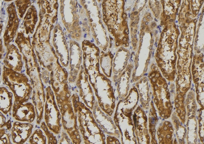 CEAL2 / CEACAM16 Antibody - 1:100 staining mouse kidney tissue by IHC-P. The sample was formaldehyde fixed and a heat mediated antigen retrieval step in citrate buffer was performed. The sample was then blocked and incubated with the antibody for 1.5 hours at 22°C. An HRP conjugated goat anti-rabbit antibody was used as the secondary.