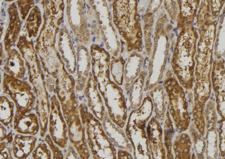 CEAL2 / CEACAM16 Antibody - 1:100 staining mouse kidney tissue by IHC-P. The sample was formaldehyde fixed and a heat mediated antigen retrieval step in citrate buffer was performed. The sample was then blocked and incubated with the antibody for 1.5 hours at 22°C. An HRP conjugated goat anti-rabbit antibody was used as the secondary.