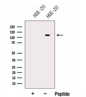 CEB1 / HERC5 Antibody - Western blot analysis of extracts of HEK293 cells using HERC5 antibody. The lane on the left was treated with blocking peptide.