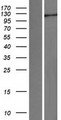 CEB1 / HERC5 Protein - Western validation with an anti-DDK antibody * L: Control HEK293 lysate R: Over-expression lysate