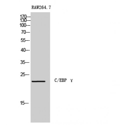 CEBPG / CEBP Gamma Antibody - Western blot of C/EBP gamma antibody