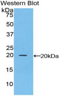 CEBPG / CEBP Gamma Antibody - Western blot of recombinant CEBPG / CEBP Gamma.  This image was taken for the unconjugated form of this product. Other forms have not been tested.