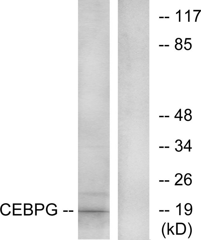 CEBPG / CEBP Gamma Antibody - Western blot analysis of lysates from RAW264.7 cells, using CEBPG Antibody. The lane on the right is blocked with the synthesized peptide.