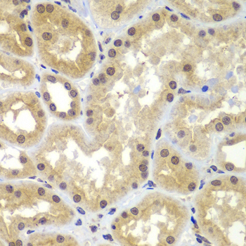 CEBPG / CEBP Gamma Antibody - Immunohistochemistry of paraffin-embedded human kidney tissue.