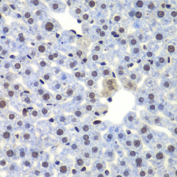 CEBPG / CEBP Gamma Antibody - Immunohistochemistry of paraffin-embedded mouse liver tissue.
