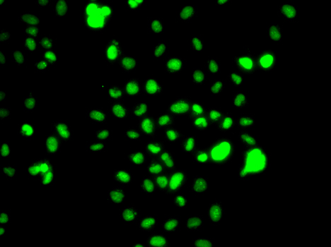 CEBPG / CEBP Gamma Antibody - Immunofluorescence analysis of MCF7 cells.