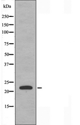 CEBPG / CEBP Gamma Antibody - Western blot analysis of extracts of RAW264.7 cells using CEBPG antibody.