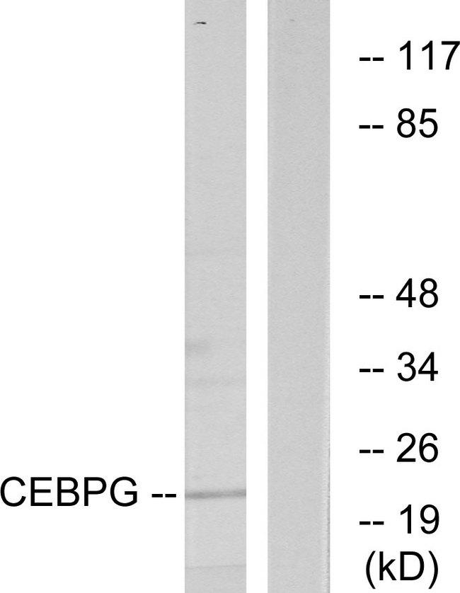 CEBPG / CEBP Gamma Antibody - Western blot analysis of extracts from RAW264.7 cells, using CEBPG antibody.