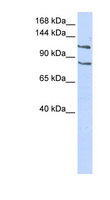 CEBPZ / CBF Antibody - CEBPZ / CBF antibody Western blot of 293T cell lysate. This image was taken for the unconjugated form of this product. Other forms have not been tested.