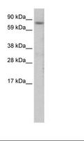 CEBPZ / CBF Antibody - Fetal Thymus Lysate.  This image was taken for the unconjugated form of this product. Other forms have not been tested.