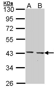 CED6 / GULP1 Antibody - Sample (30 ug of whole cell lysate). A: Hep G2 . , B: Molt-4 . 10% SDS PAGE. CED6 / GULP1 antibody diluted at 1:1000.