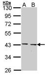CED6 / GULP1 Antibody - Sample (30 ug of whole cell lysate). A: Hep G2 . , B: Molt-4 . 10% SDS PAGE. CED6 / GULP1 antibody diluted at 1:1000.