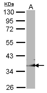 CED6 / GULP1 Antibody - Sample (30 ug of whole cell lysate). A: NIH-3T3. 10% SDS PAGE. GULP1 antibody. CED6 / GULP1 antibody diluted at 1:1000.