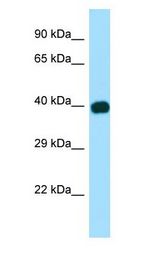 CED6 / GULP1 Antibody - CED6 / GULP1 antibody Western Blot of Fetal Brain.  This image was taken for the unconjugated form of this product. Other forms have not been tested.