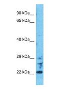 CED6 / GULP1 Antibody - Western blot of GULP1 Antibody with human HepG2 Whole Cell lysate.  This image was taken for the unconjugated form of this product. Other forms have not been tested.