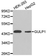 CED6 / GULP1 Antibody - Western blot analysis of extracts of various cell lines, using GULP1 antibody.