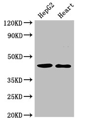 CED6 / GULP1 Antibody - Positive WB detected in:HepG2 whole cell lysate,Rat heart tissue;All lanes:GULP1 antibody at 2?g/ml;Secondary;Goat polyclonal to rabbit IgG at 1/50000 dilution;Predicted band size: 35,20,23,34 KDa;Observed band size: 45 KDa;