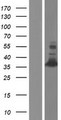 CED6 / GULP1 Protein - Western validation with an anti-DDK antibody * L: Control HEK293 lysate R: Over-expression lysate