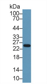 CELA1 / Pancreatic Elastase 1 Antibody - Western Blot; Sample: Rat Spleen lysate; Primary Ab: 1µg/ml Rabbit Anti-Human ELA1 Antibody Second Ab: 0.2µg/mL HRP-Linked Caprine Anti-Rabbit IgG Polyclonal Antibody