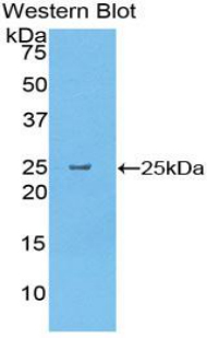 CELA1 / Pancreatic Elastase 1 Antibody - Western blot of recombinant CELA1 / Elastase.  This image was taken for the unconjugated form of this product. Other forms have not been tested.