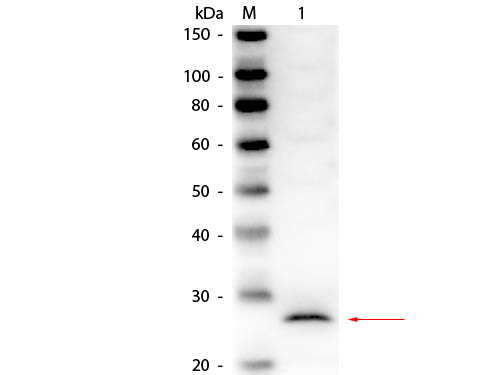 CELA1 / Pancreatic Elastase 1 Antibody - Western Blot of rabbit anti-Elastase Antibody. Lane 1: Elastase. Load: 50 ng per lane. Primary antibody: Rabbit anti-Elastase Antibody at 1:1,000 overnight at 4°C. Secondary antibody: HRP rabbit secondary antibody at 1:40,000 for 30 minutes at RT. Block: MB-070 for 30 minutes at RT. Predicted/Observed size: 29 kDa, 29 kDa for Elastase.