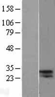 CELA2A / ELA2A Protein - Western validation with an anti-DDK antibody * L: Control HEK293 lysate R: Over-expression lysate