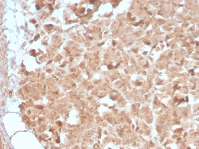 CELA3B / ELA3B Antibody - Formalin-fixed, paraffin-embedded human Pancreas stained with CELA3B Rabbit Recombinant Monoclonal Antibody (CELA3B/2809R).