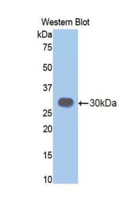 CELA3B / ELA3B Antibody - Western blot of recombinant CELA3B / ELA3B.  This image was taken for the unconjugated form of this product. Other forms have not been tested.