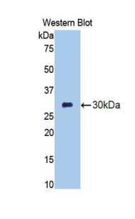 CELA3B / ELA3B Antibody - Western blot of recombinant CELA3B / ELA3B.  This image was taken for the unconjugated form of this product. Other forms have not been tested.