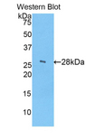 CELA3B / ELA3B Antibody - Western blot of recombinant CELA3B / ELA3B.  This image was taken for the unconjugated form of this product. Other forms have not been tested.